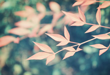 <span style='color:#fa192c'>紧急公告铁柱网旗下福利美图即将解散</span>