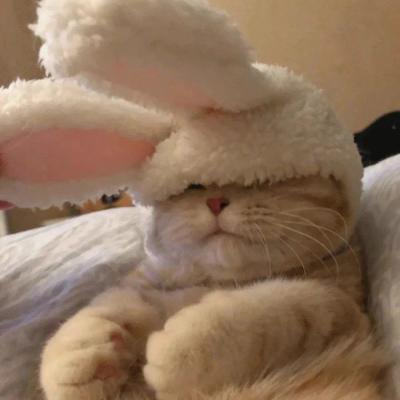 2023最新微信小动物情侣头像图片 高清可爱的萌宠情头一左一右