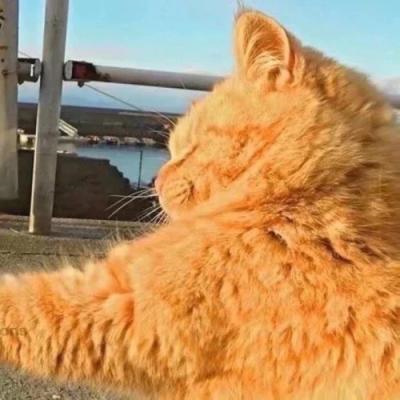 2023最新微信小动物情侣头像图片 高清可爱的萌宠情头一左一右