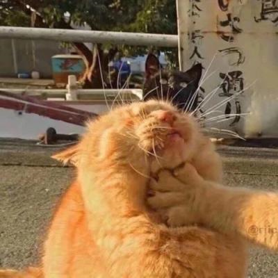 2023最新微信小动物情侣头像图片 高清可爱的萌宠情头一左一右