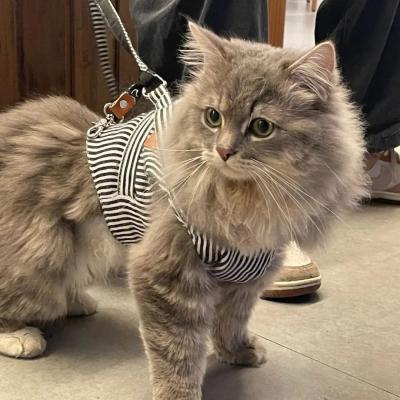 2023最新微信小动物情侣头像图片 高清可爱的萌宠情头一左一右