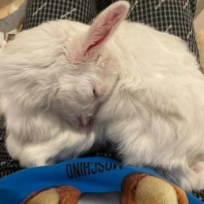 2023最新微信小动物情侣头像图片 高清可爱的萌宠情头一左一右