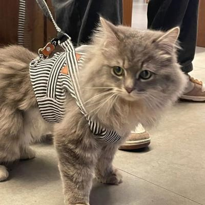 2023最新微信小动物情侣头像图片 高清可爱的萌宠情头一左一右