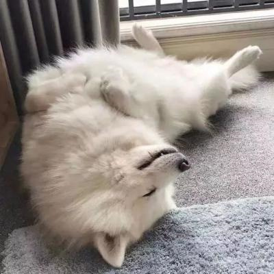 2023最新微信小动物情侣头像图片 高清可爱的萌宠情头一左一右