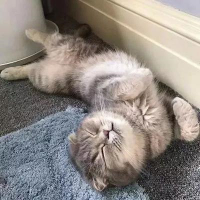 2023最新微信小动物情侣头像图片 高清可爱的萌宠情头一左一右