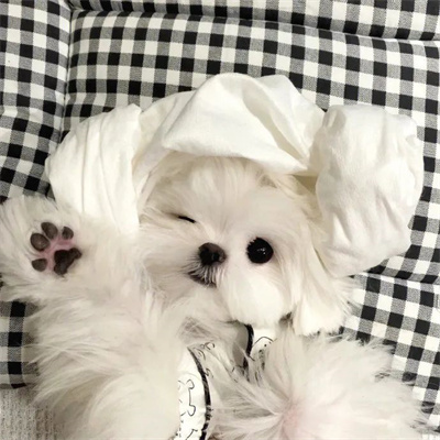 2023最新微信小动物情侣头像图片 高清可爱的萌宠情头一左一右