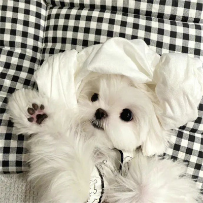 2023最新微信小动物情侣头像图片 高清可爱的萌宠情头一左一右