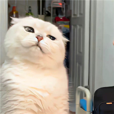 2022最火爆新款可爱情侣头像 小众好看的对象不是人系列微信情头