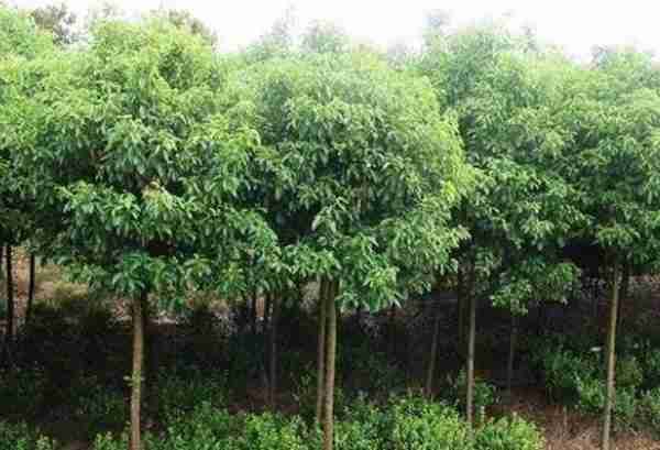 农村致富项目，种植什么最赚钱？来听听湖南种植大户怎么说