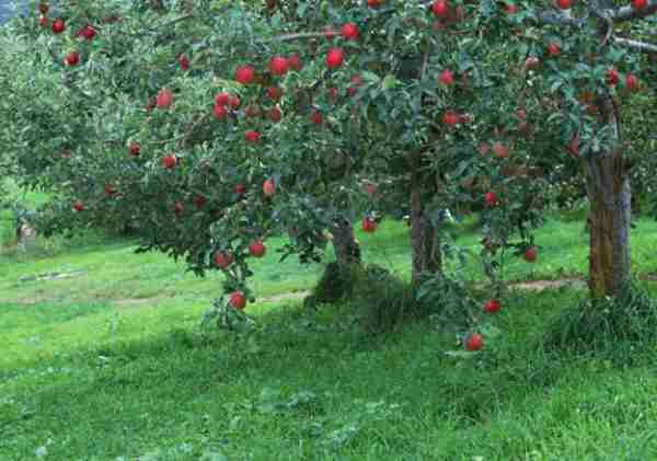 农村致富项目，种植什么最赚钱？来听听湖南种植大户怎么说