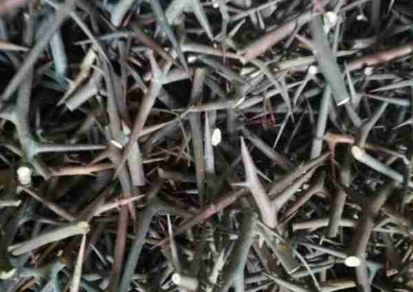 农村致富项目，种植什么最赚钱？来听听湖南种植大户怎么说