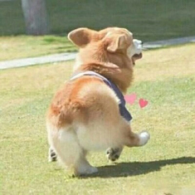 微信很火的狗头像图片合集 狗狗头像图片蠢萌男生女生专用