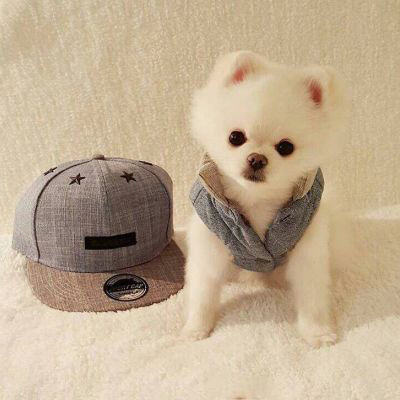 微信很火的狗头像图片合集 狗狗头像图片蠢萌男生女生专用