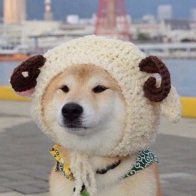 微信很火的狗头像图片合集 狗狗头像图片蠢萌男生女生专用