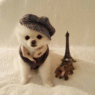 微信很火的狗头像图片合集 狗狗头像图片蠢萌男生女生专用