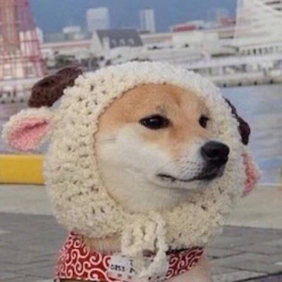 微信很火的狗头像图片合集 狗狗头像图片蠢萌男生女生专用