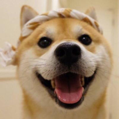 微信很火的狗头像图片合集 狗狗头像图片蠢萌男生女生专用