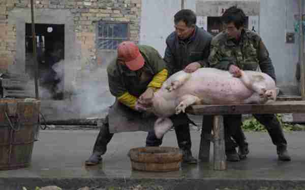 创业不如回农村，这8个赚钱好项目有干头，任意一个都比打工强！